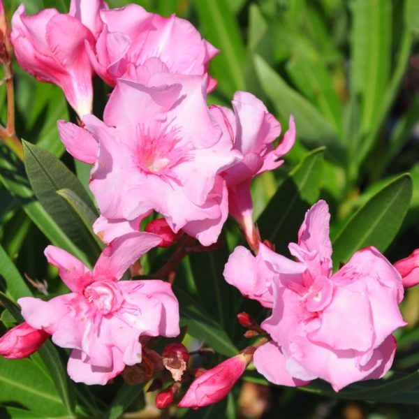 nerium-oleander-louis-pouget-