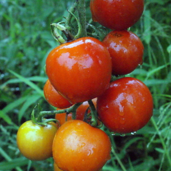 tomate cerise miel du mexique