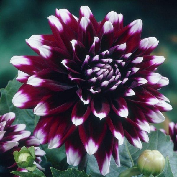 dahlia mystery day