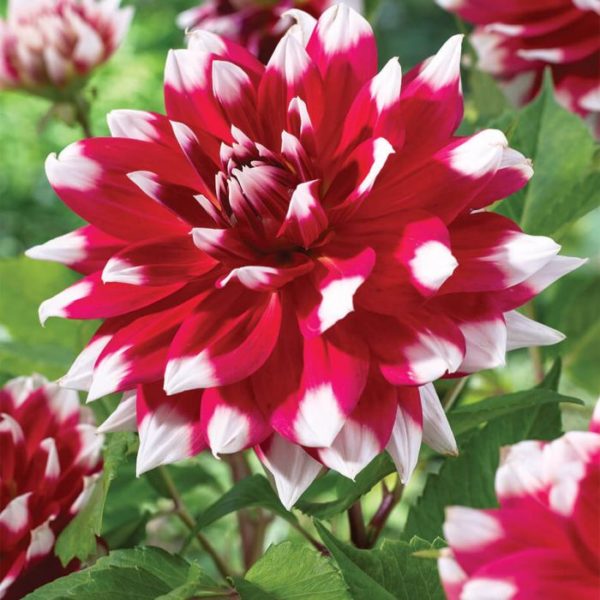 dahlia red empire