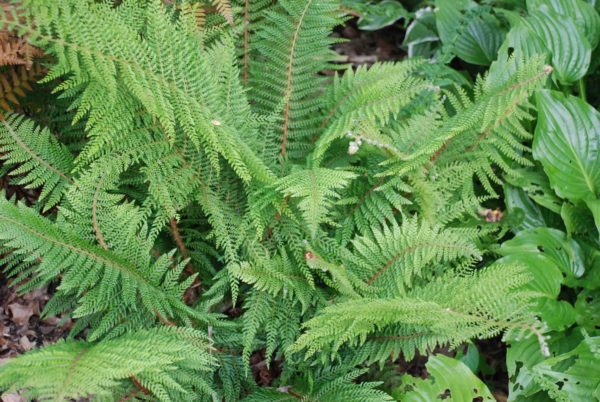 Polystichum-setiferum