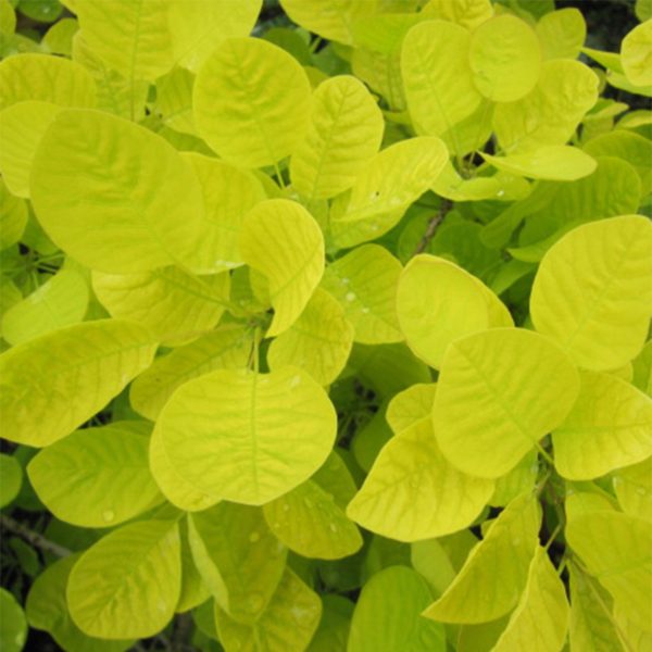 Cotinus-coggygria-Golden-Spirit_-781584-1