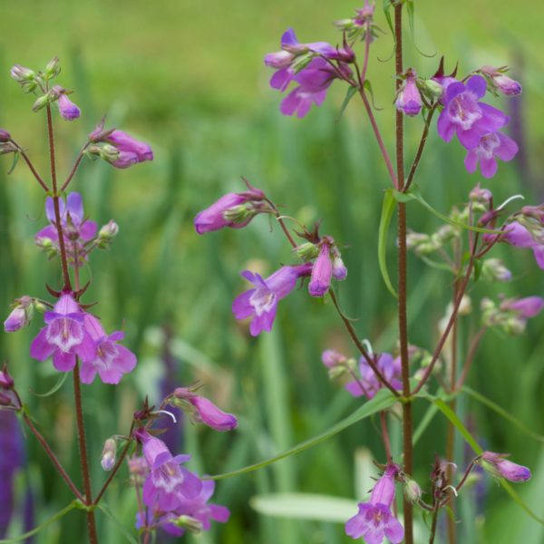 Penstemon-Sour-Grapes