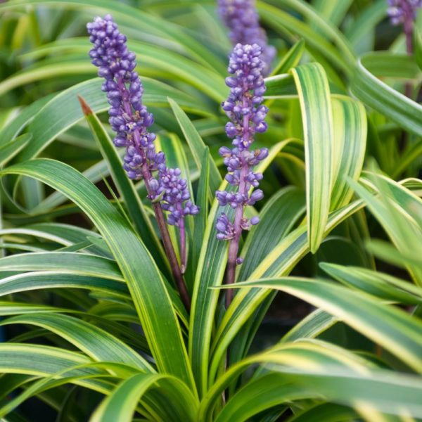 lirioe muscari varieta