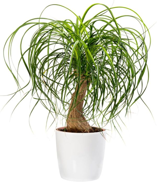 Beaucarnea-pied-d-elephant