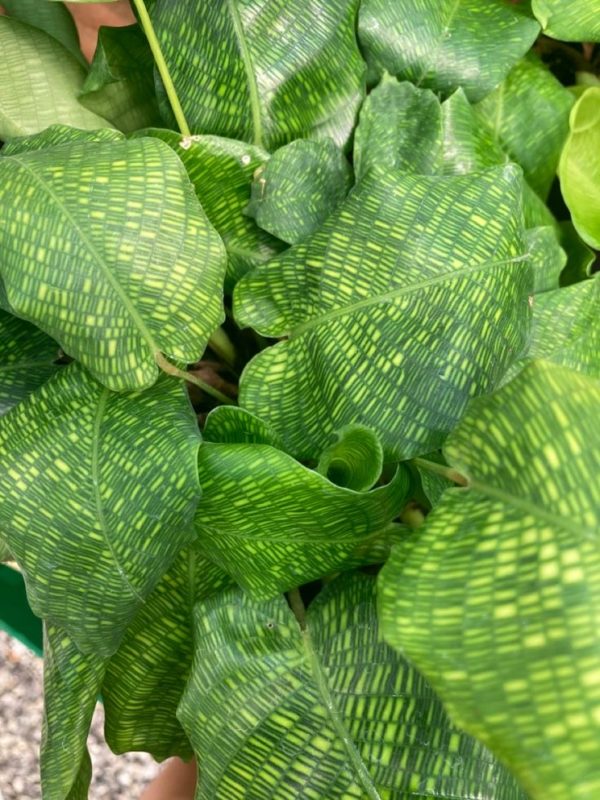 Calathea Mosaïca network