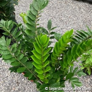 zamioculcas