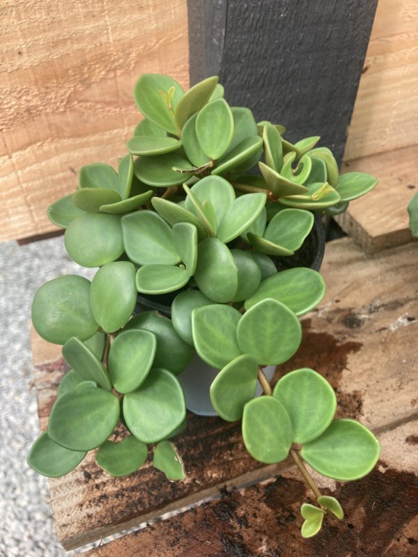 peperomia hope