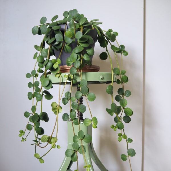 Peperomia-Hope