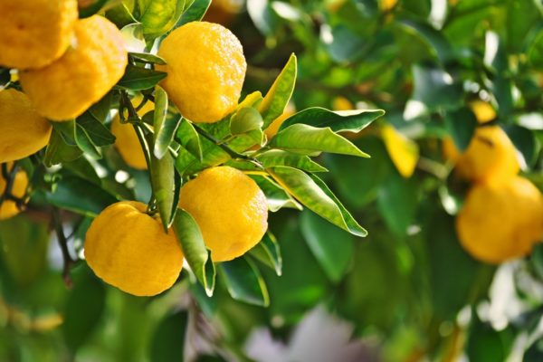 Fruit of the Citrus junos