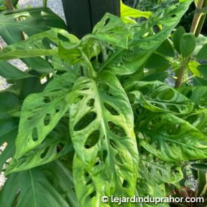 Monstera Obliqua - Monkey Mask