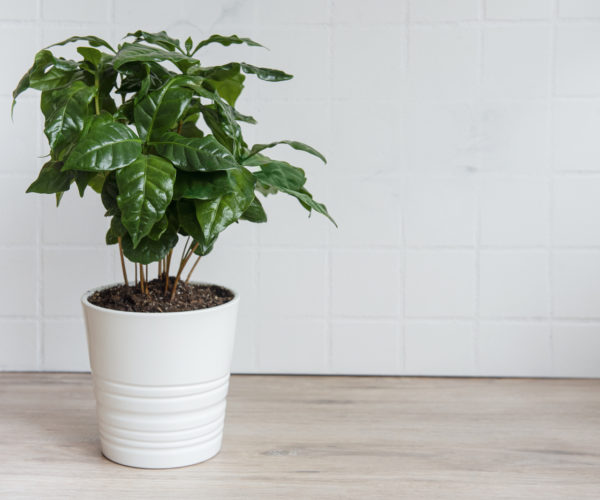 Young shoots of a coffee tree planted in a  pot