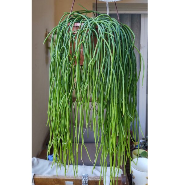 rhipsalis cashero