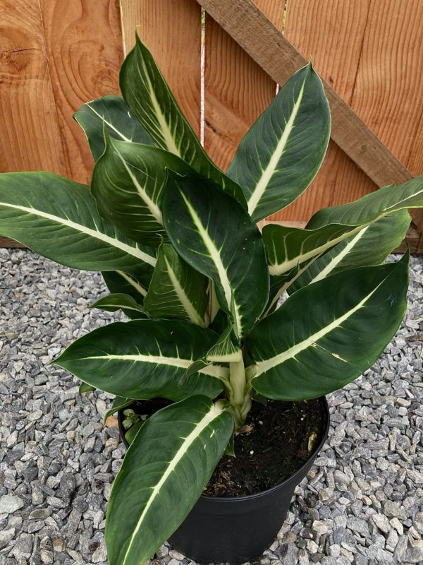 dieffenbachia green magic