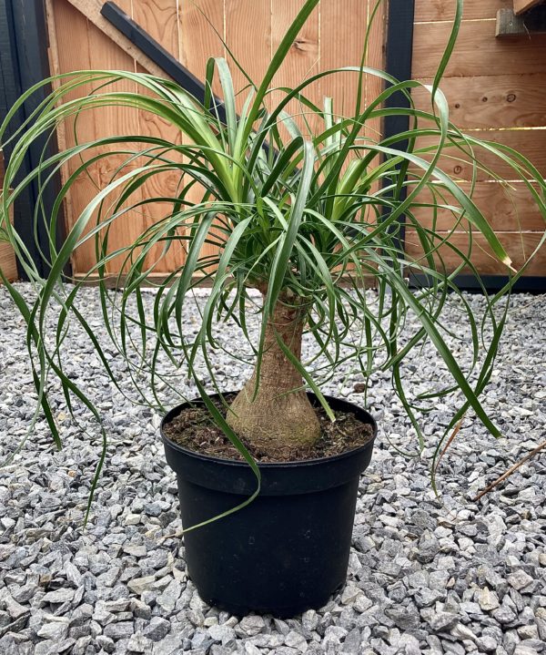 beaucarnea