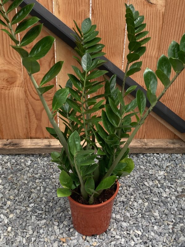 zamioculcas plante zz