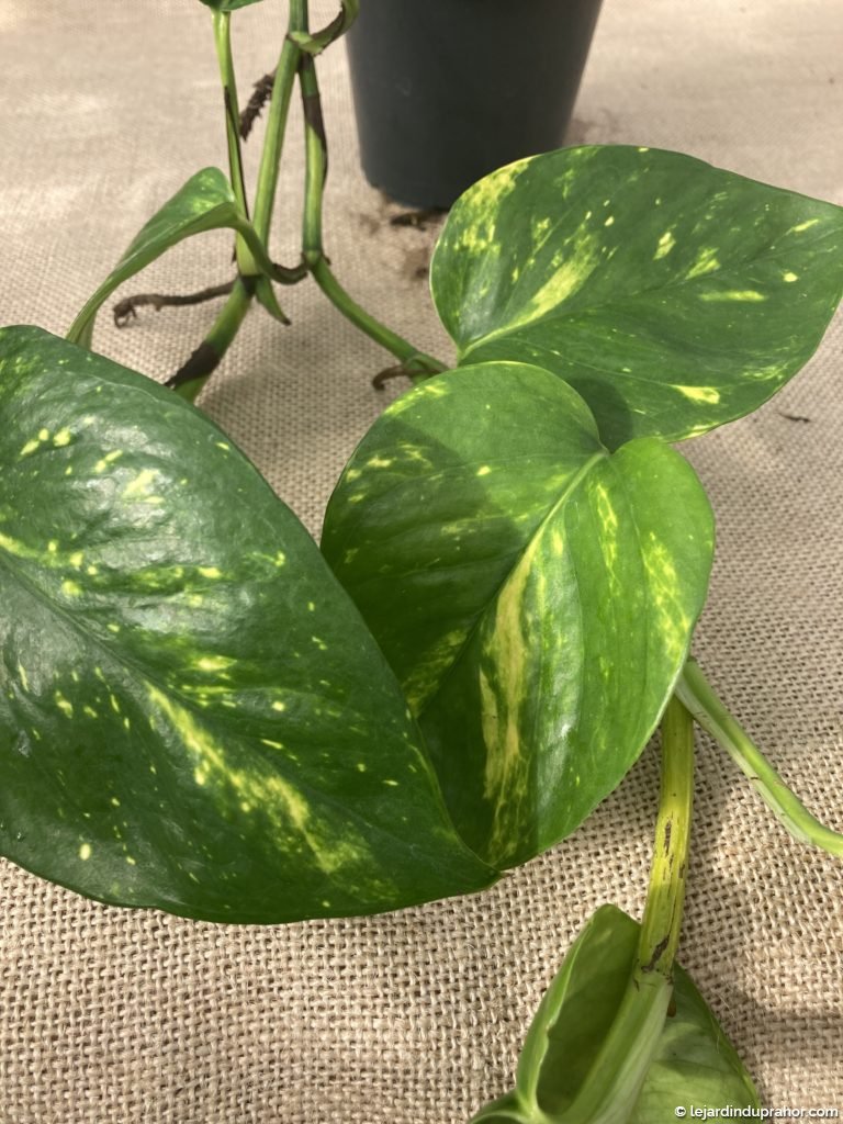 pothos-epipremnum-aureum-plante-d-int-rieur-le-jardin-du-prahor