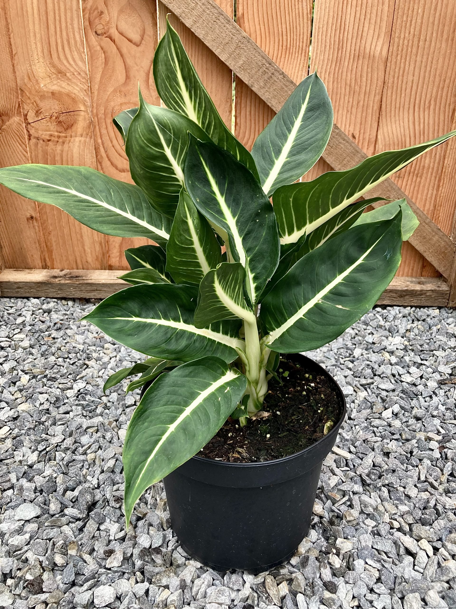 Dieffenbachia Compacta Grande plante d'intérieur dépolluante – La Green  Touch