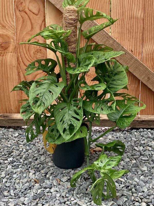 monstera monkey mask