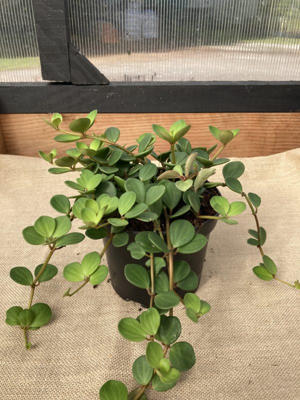 Peperomia Hope