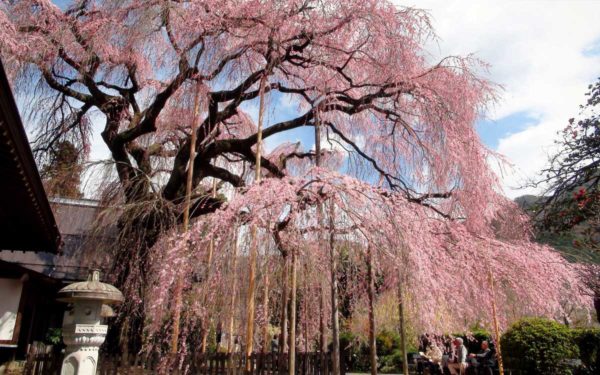 cerisier du japon pleureur