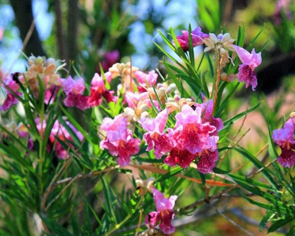 chilopsis linearis