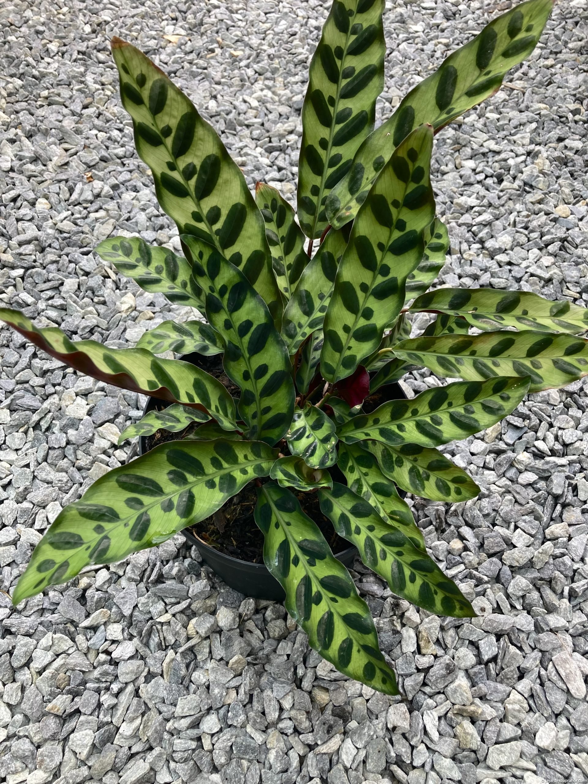 Calathea Lancifolia - Plante d'intérieur - Le Jardin du Prahor