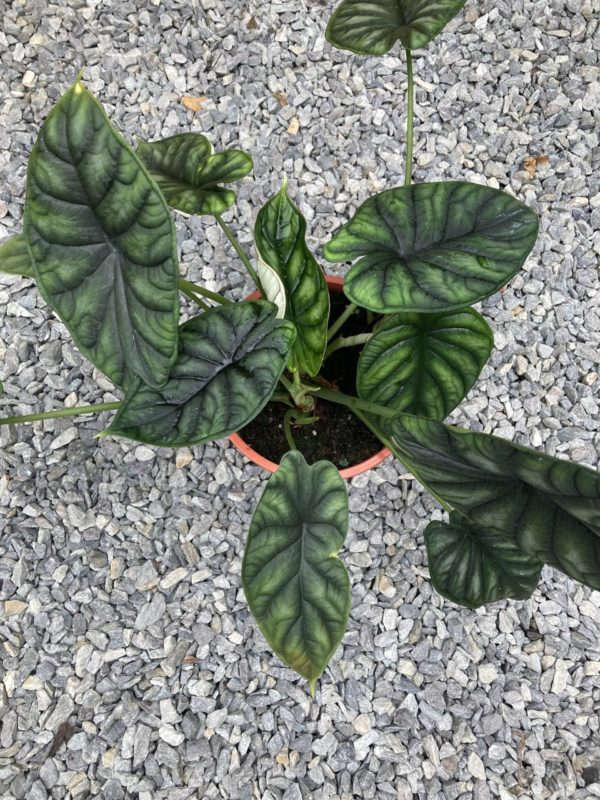 alocasia dragon scale
