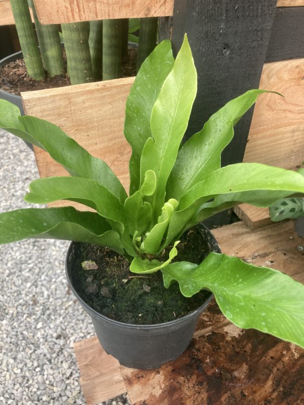 Asplenium Antigon