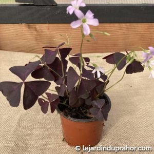 Oxalis Triangularis