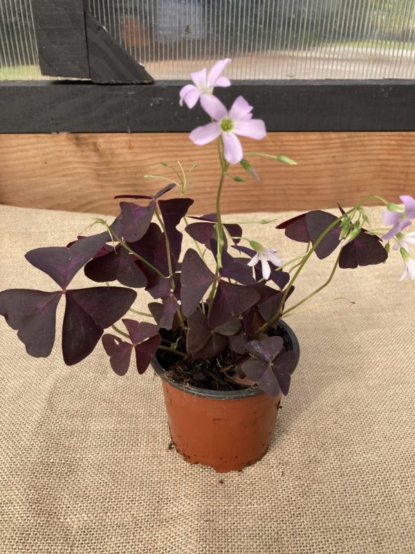 Oxalis Triangularis