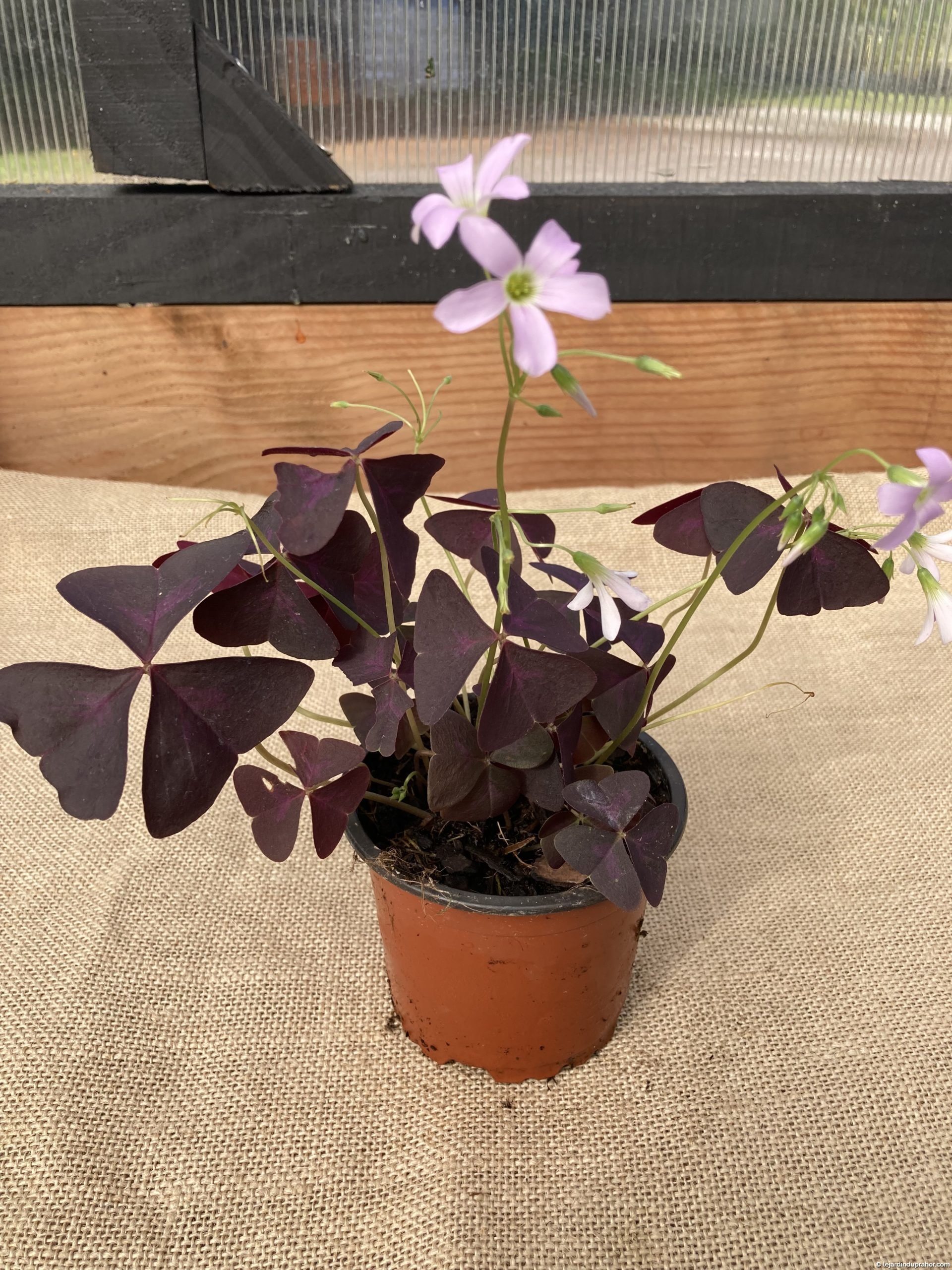 Oxalis triangularis ou trèfle pourpre