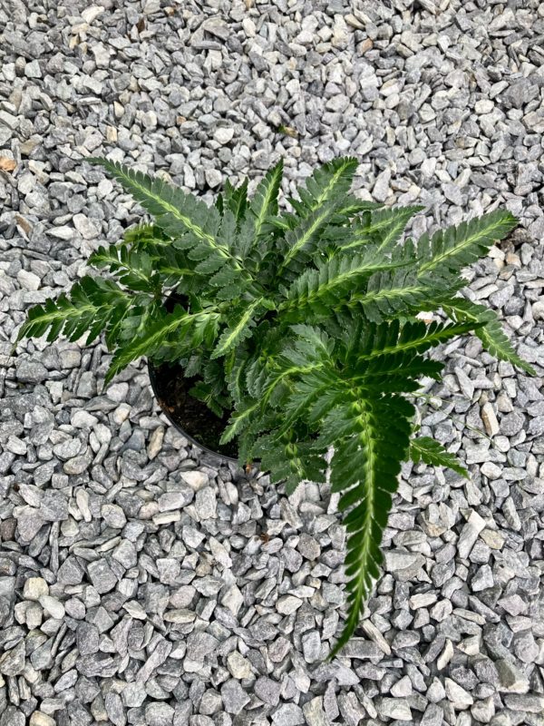 Arachnoides Aristata Variegata