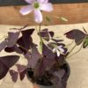 Oxalis Triangularis