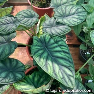 Alocasia Dragon Scale