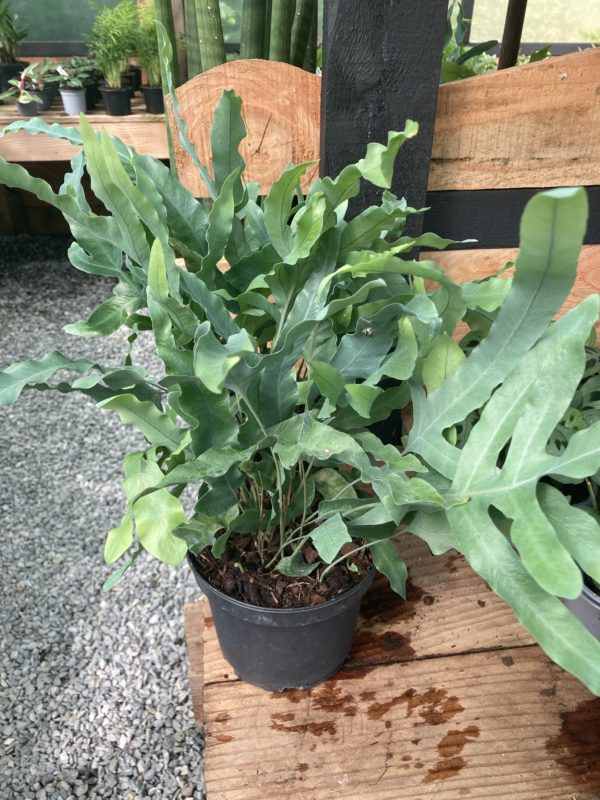 phlebodium aurem