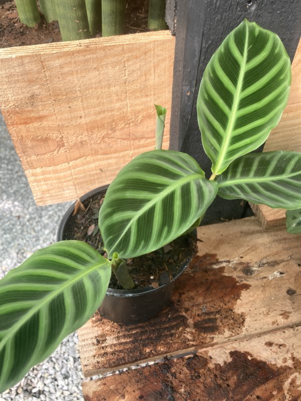 calathea zebrina