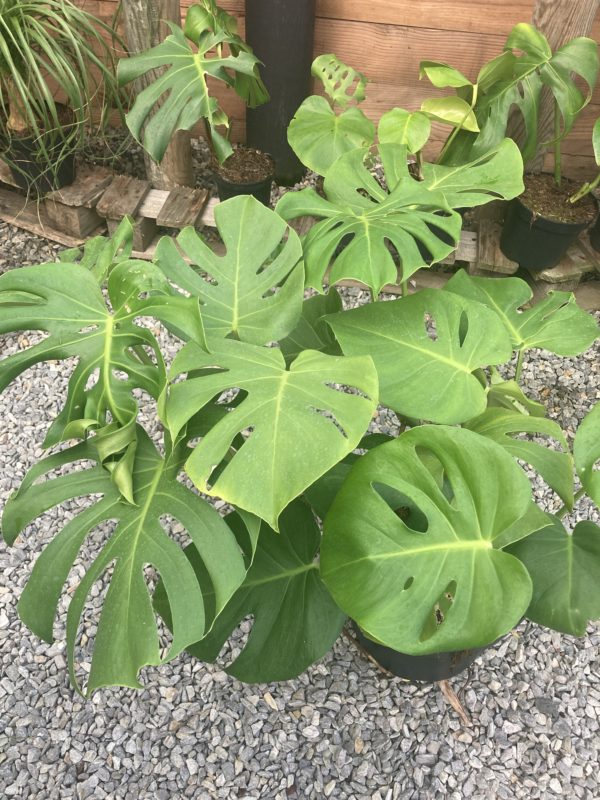 monstera deliciosa