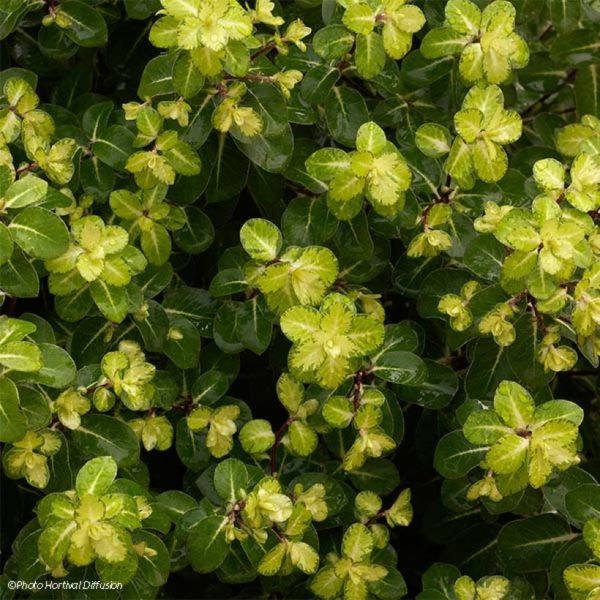 pittosporum abbotsbury gold