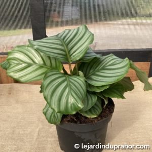 Calathea Orbifolia