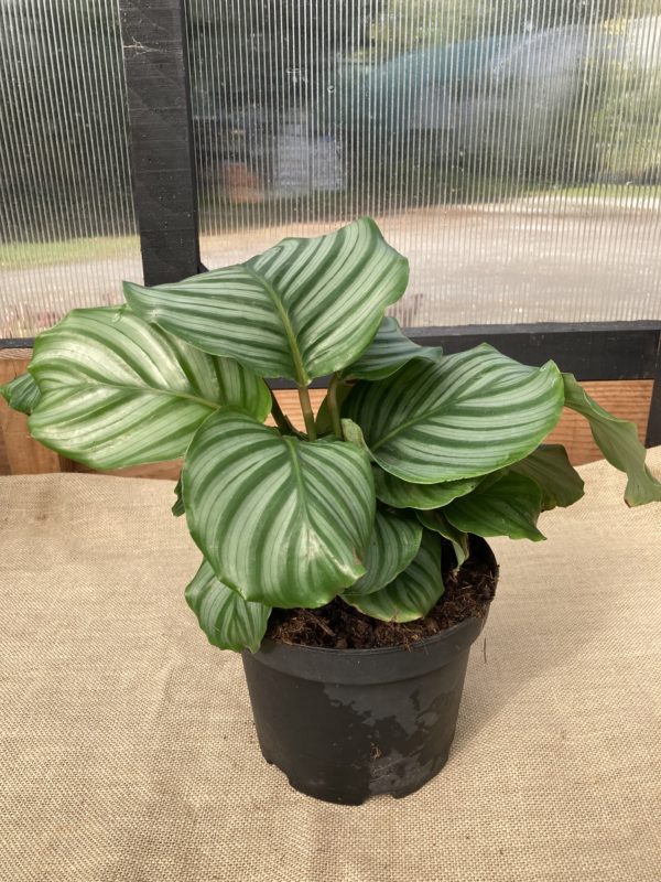 Calathea Orbifolia