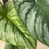 Philodendron silver cloud varie