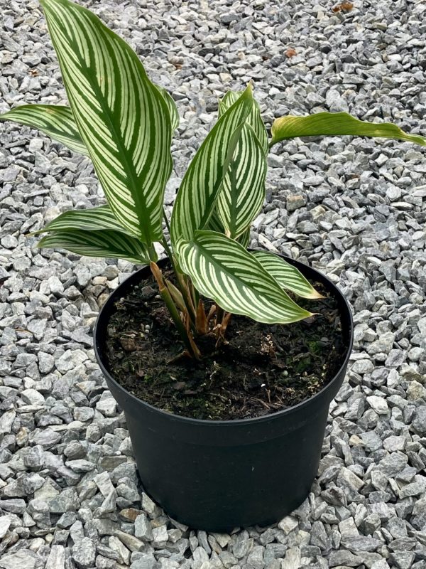 calathea vittata