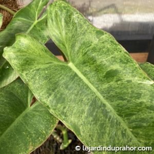 Philodendron Paraiso Verde variegata