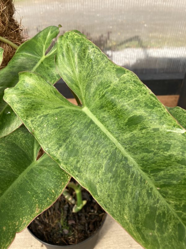 Philodendron Paraiso Verde Variegata