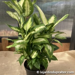 Dieffenbachia Camilla