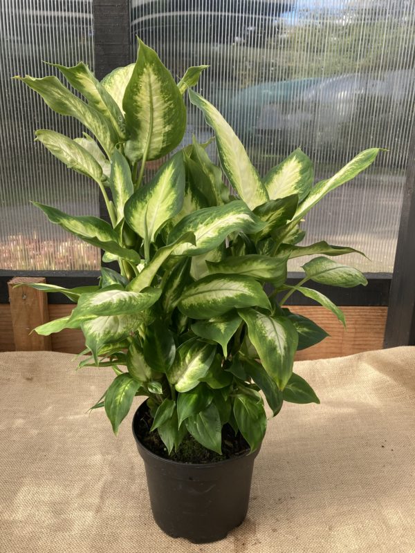 dieffenbachia Camilla