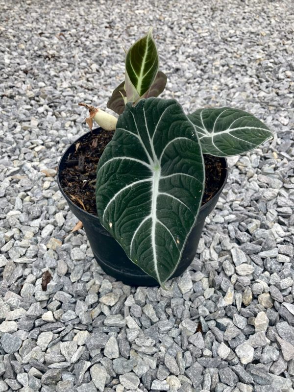 Alocasia black velvet