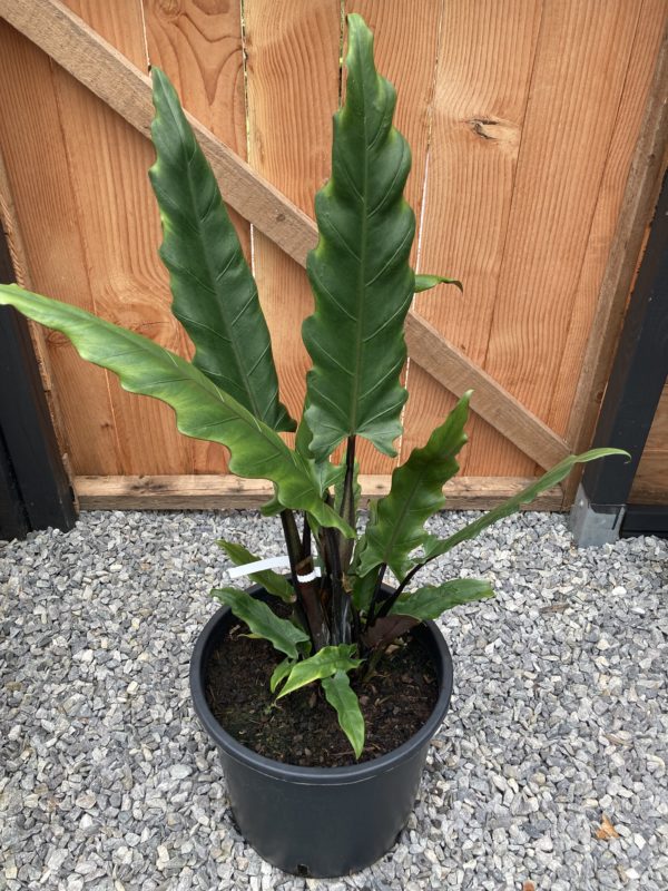 alocasia lauterbachiana