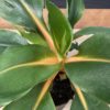 chlorophytum orchidastrum green orange